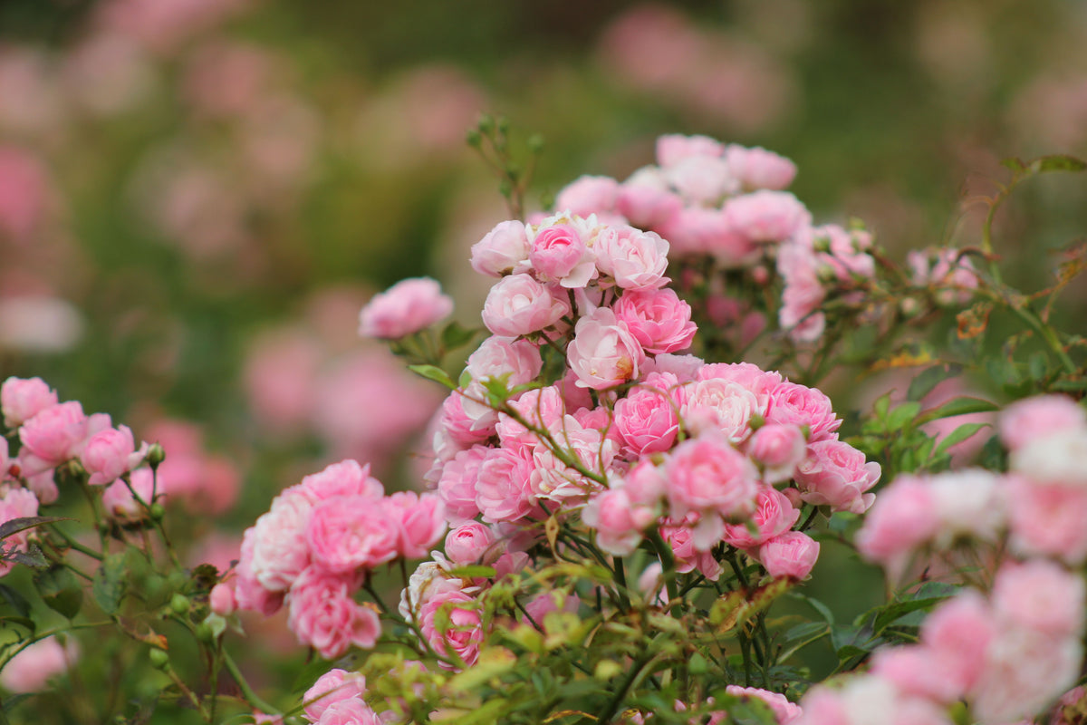 David Austin Roses Are Here!