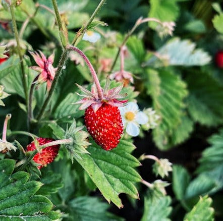 Montana Strawberry