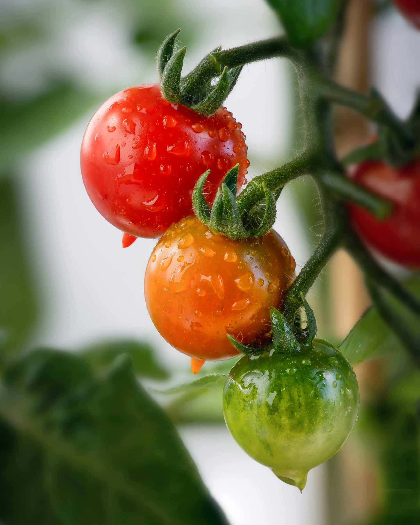 Red Cherry Tomato