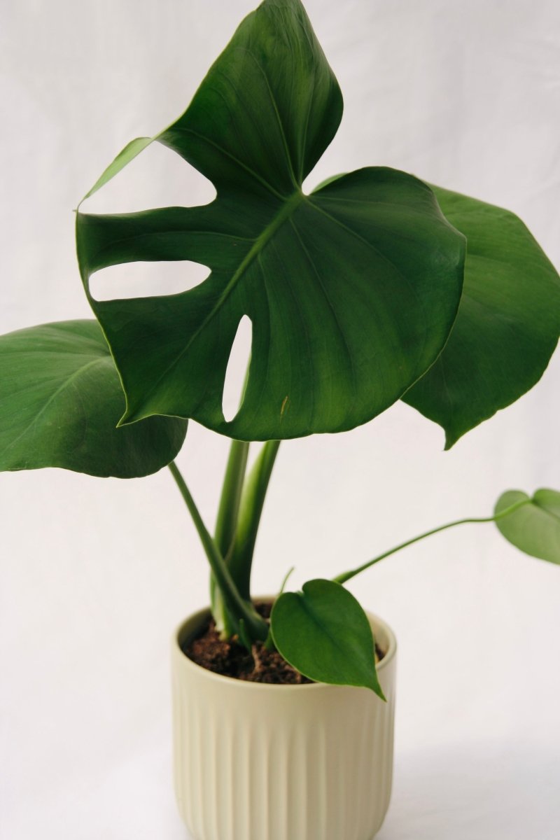 Philodendron 5" Monstera Deliciosa - LandscapeDirect