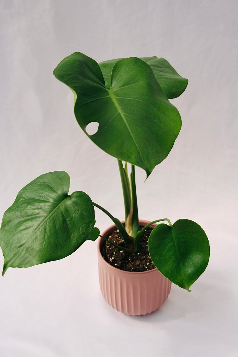 Philodendron 5" Monstera Deliciosa - LandscapeDirect
