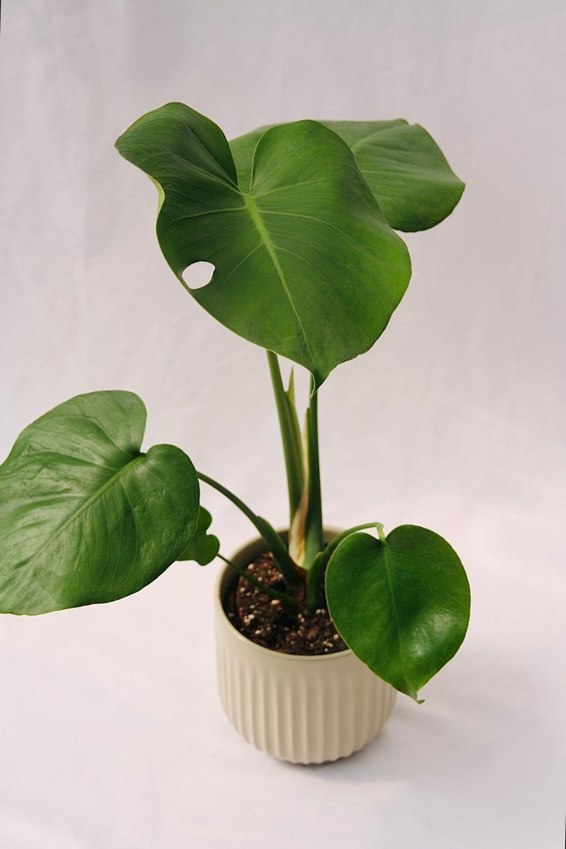 Philodendron 5" Monstera Deliciosa - LandscapeDirect
