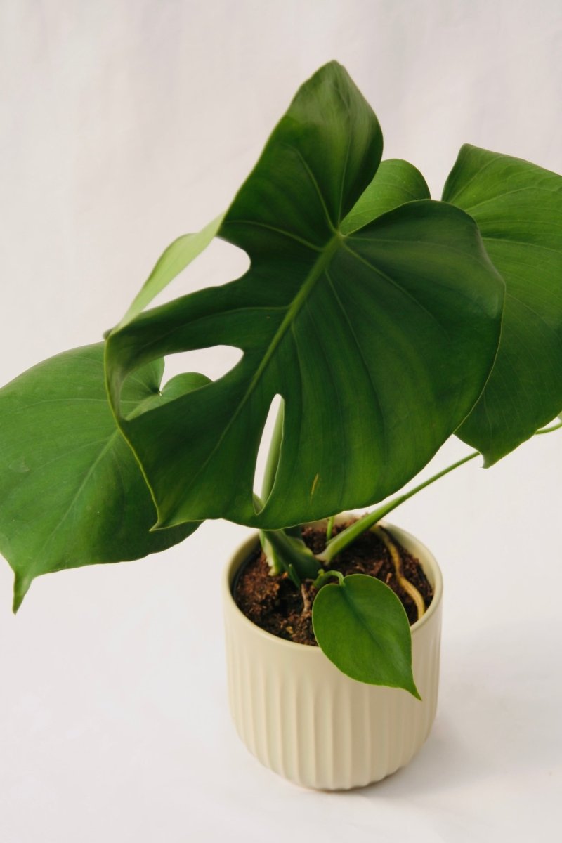 Philodendron 5" Monstera Deliciosa - LandscapeDirect