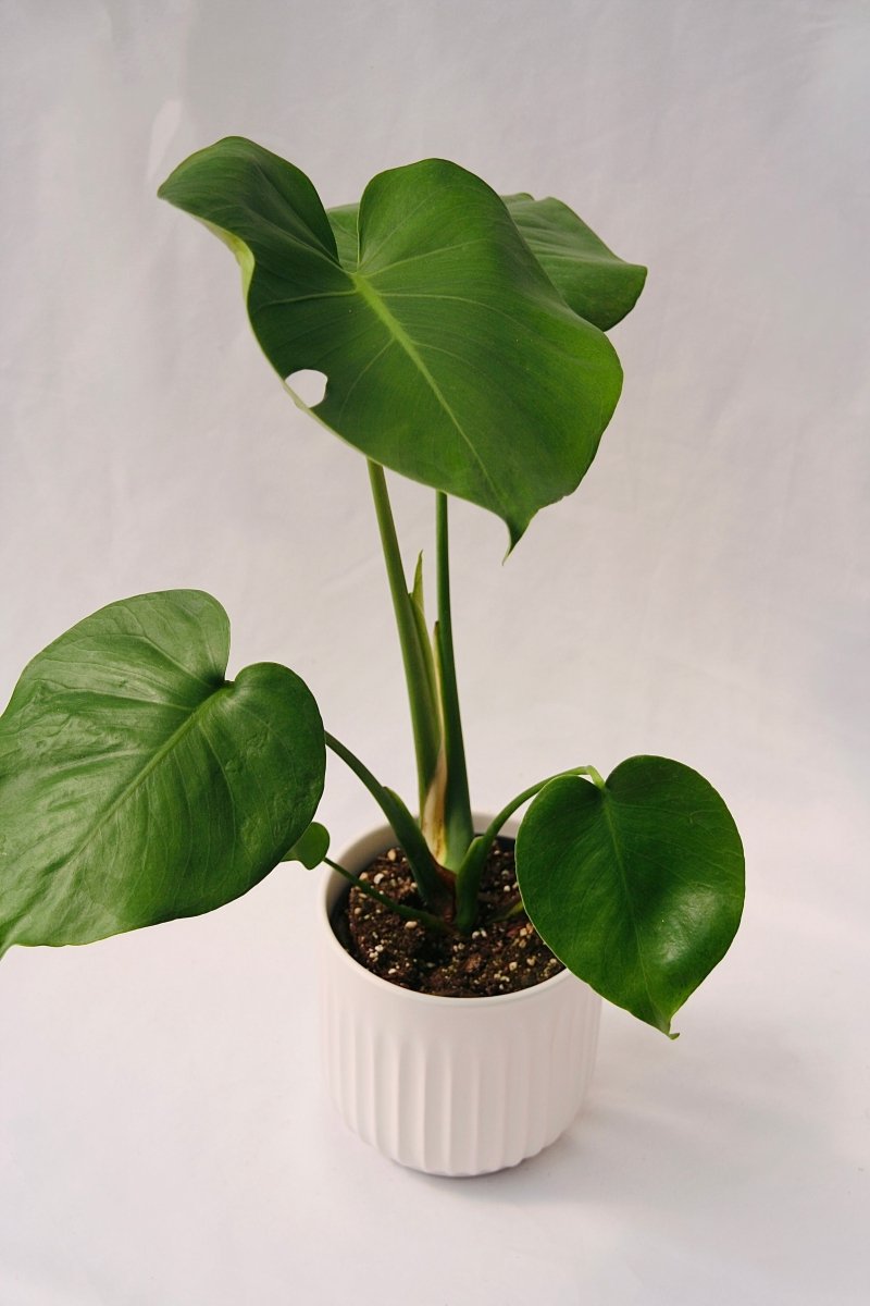 Philodendron 5" Monstera Deliciosa - LandscapeDirect