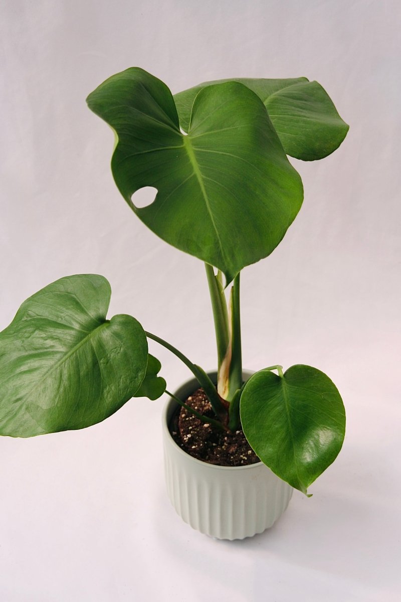 Philodendron 5" Monstera Deliciosa - LandscapeDirect