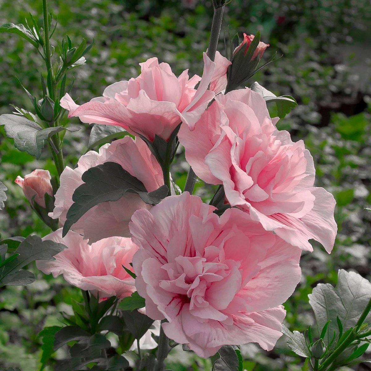 Pink Chiffon Rose of Sharon - LandscapeDirect