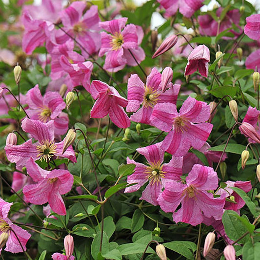 Pink Mink Clematis - LandscapeDirect