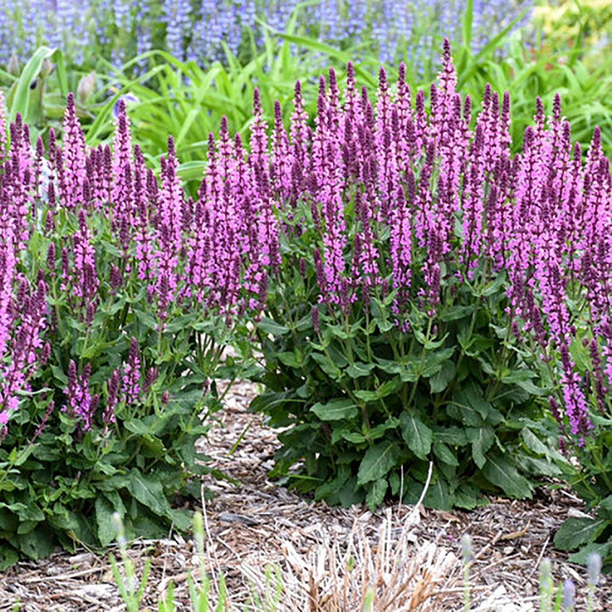 Pink Profusion Sage - LandscapeDirect