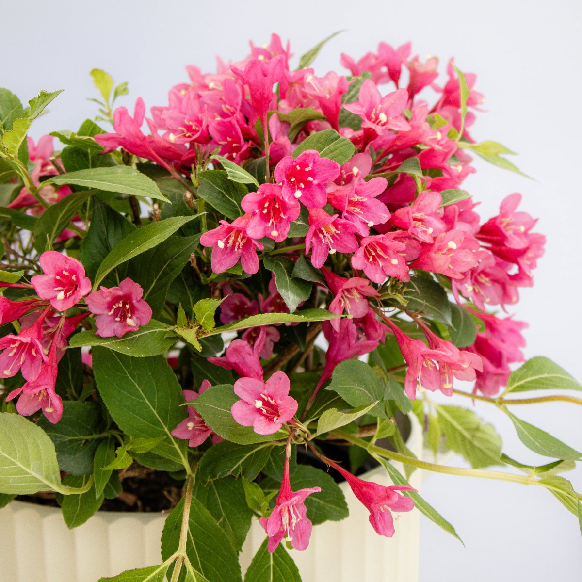 Pink Reblooming Weigela - LandscapeDirect