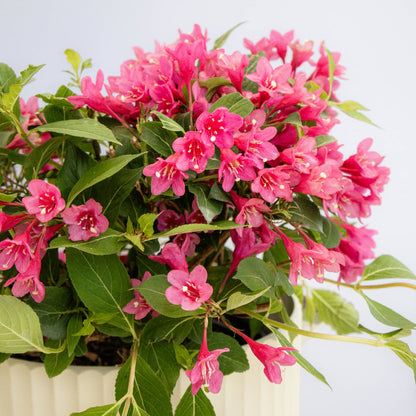Pink Reblooming Weigela - LandscapeDirect