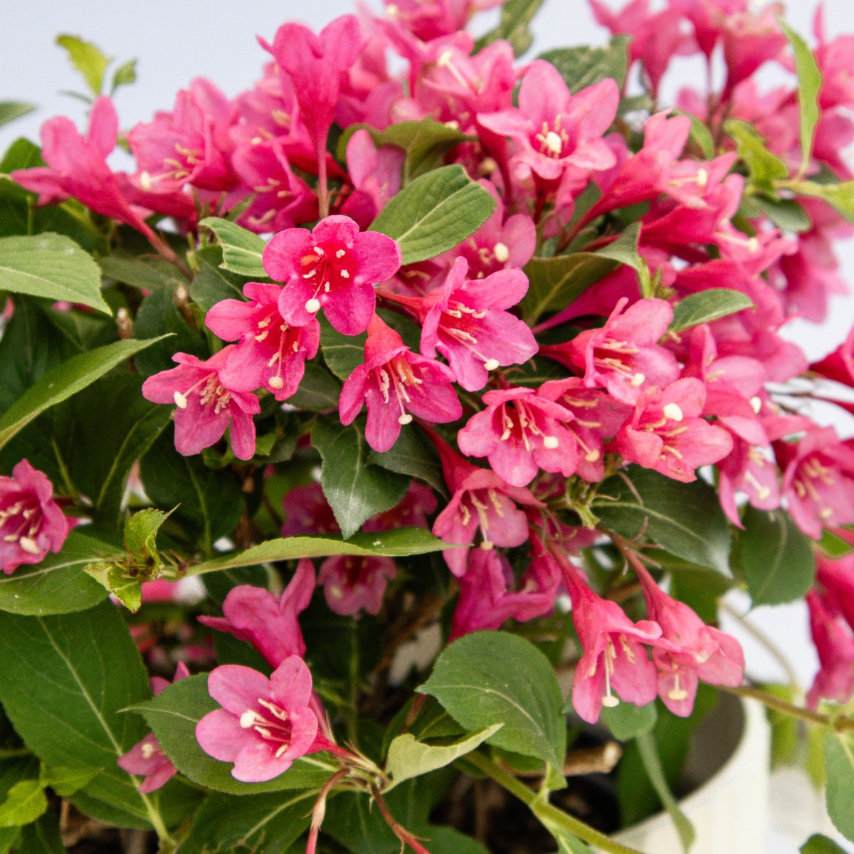 Pink Reblooming Weigela - LandscapeDirect