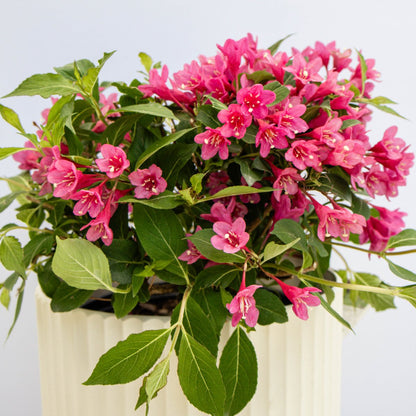 Pink Reblooming Weigela - LandscapeDirect
