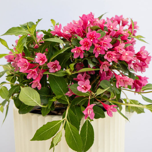 Pink Reblooming Weigela - LandscapeDirect