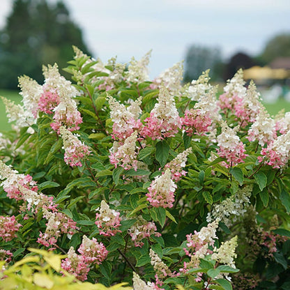 Pinky Winky Hydrangea - LandscapeDirect