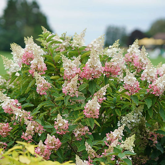Pinky Winky Hydrangea - LandscapeDirect