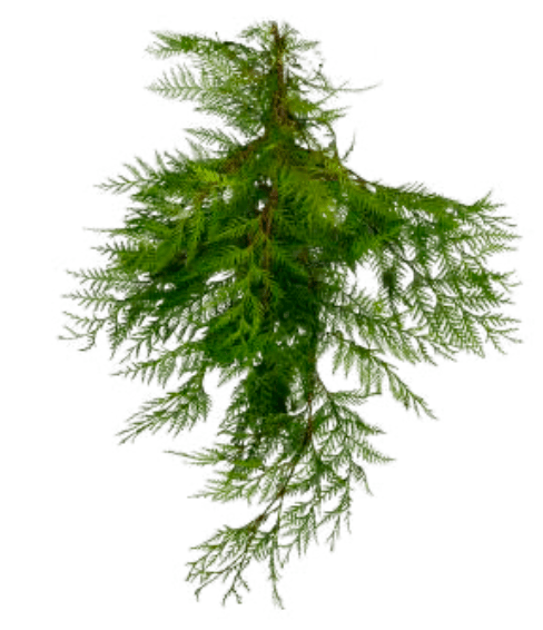 Port Orford Cedar Boughs - LandscapeDirect
