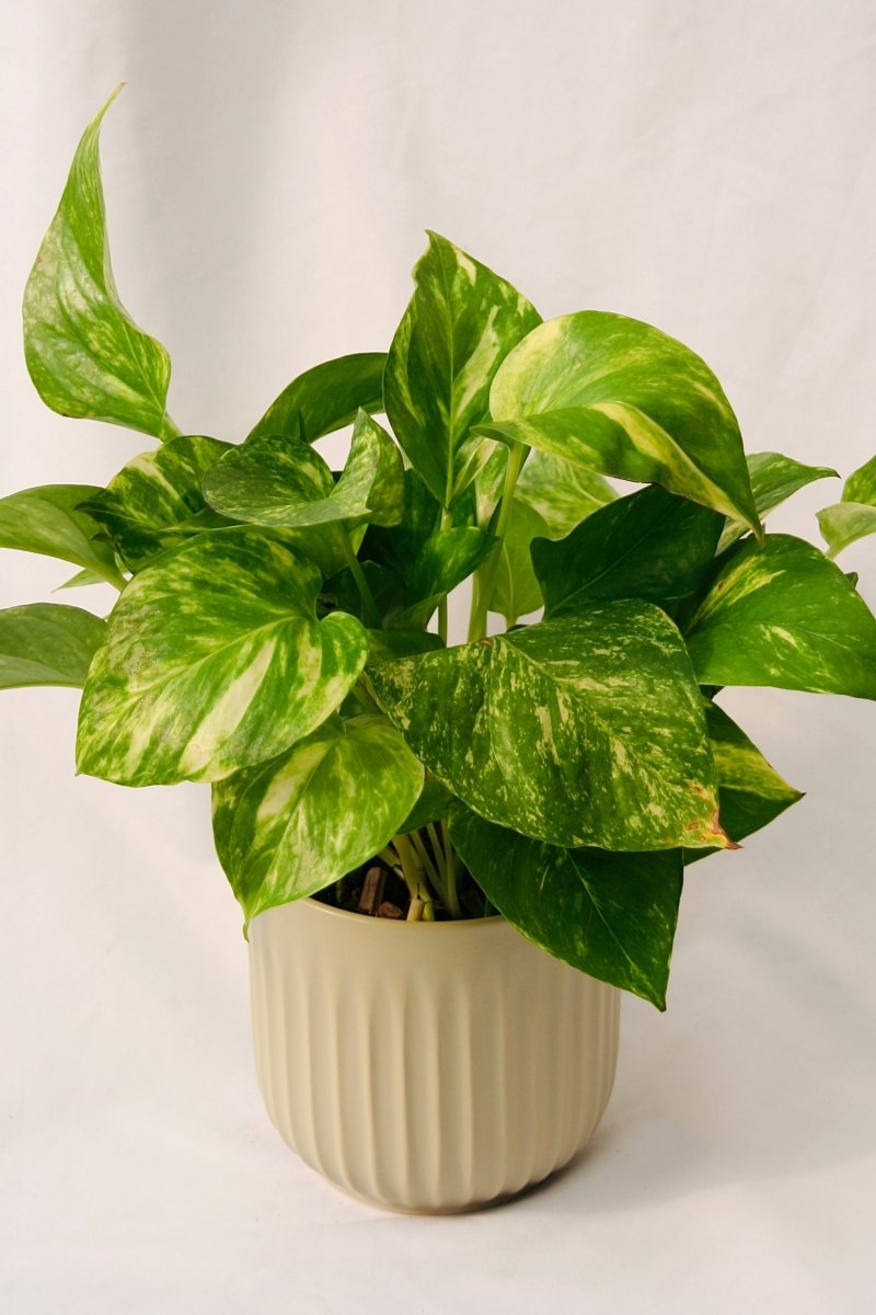 Pothos - LandscapeDirect