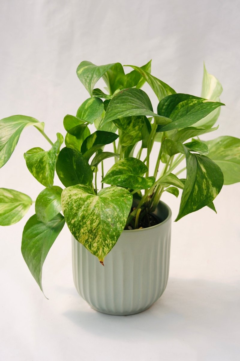 Pothos - LandscapeDirect