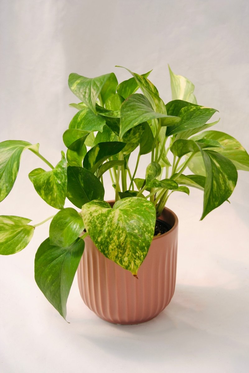 Pothos - LandscapeDirect