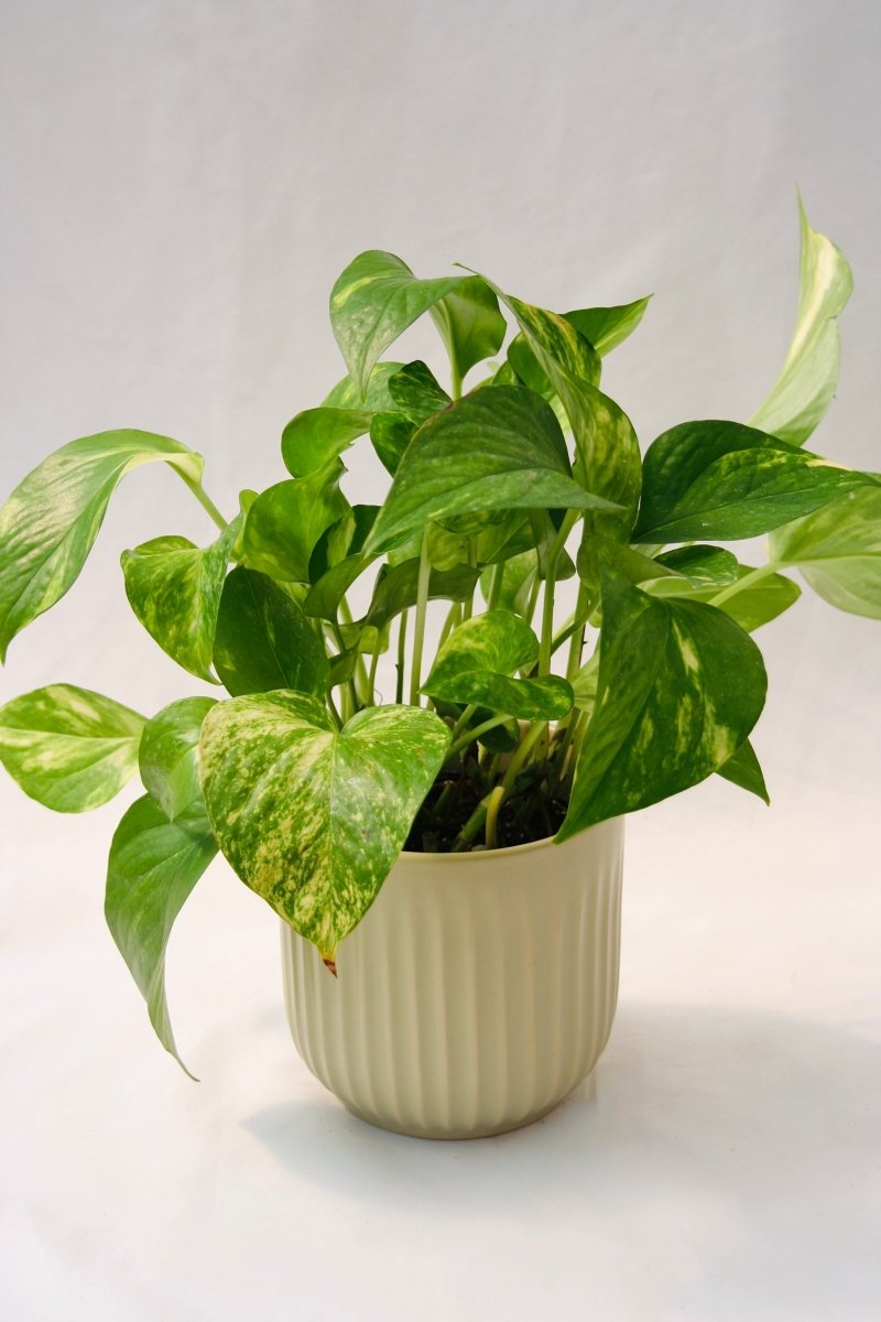 Pothos - LandscapeDirect
