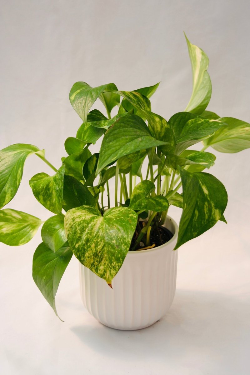 Pothos - LandscapeDirect