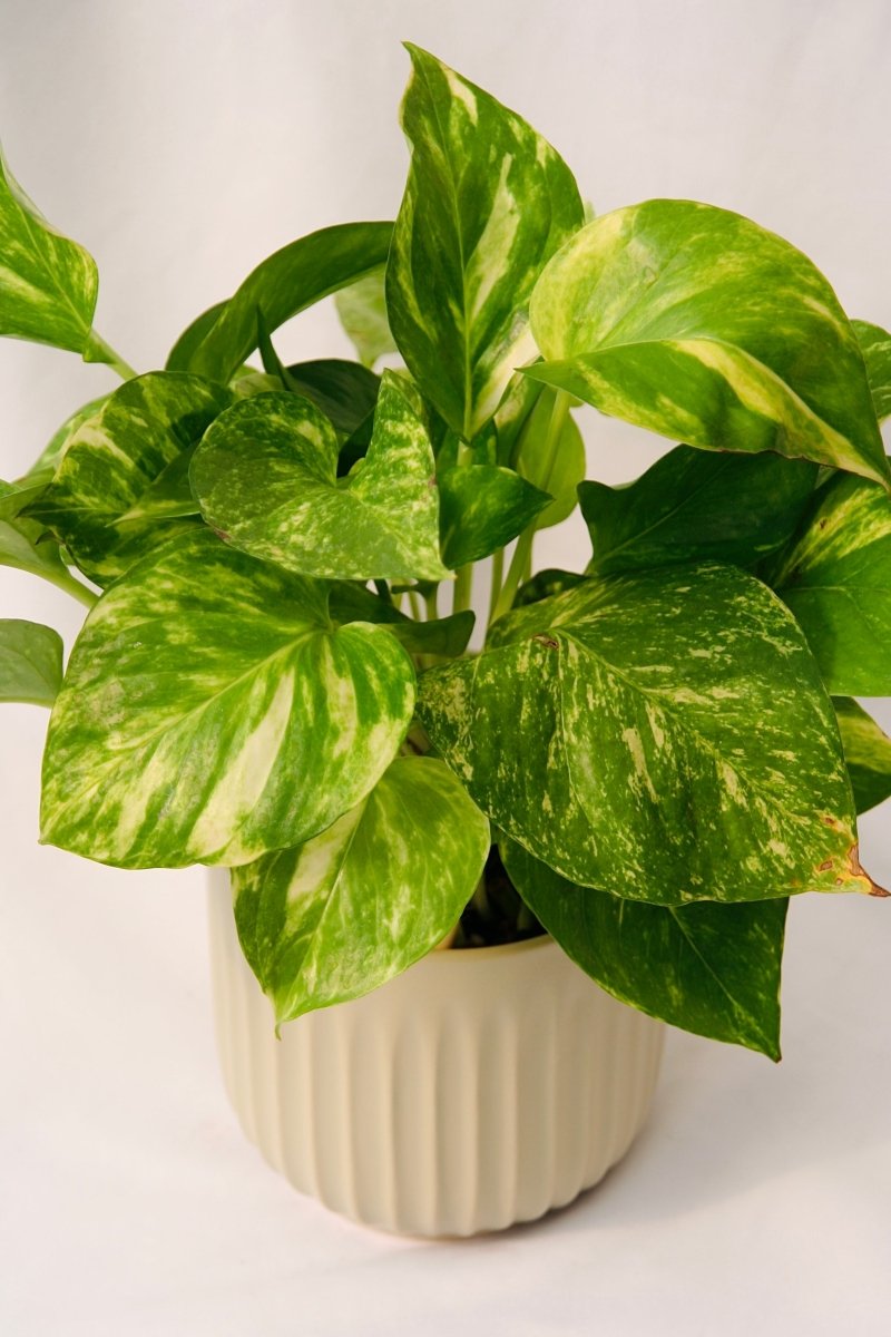 Pothos - LandscapeDirect