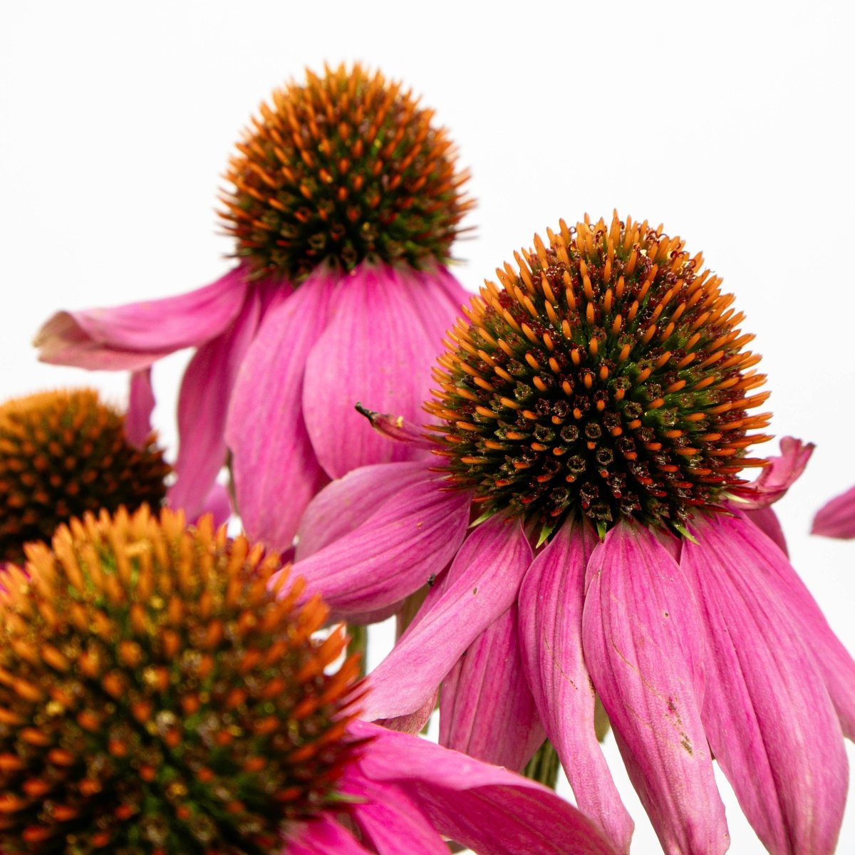 PowWow Wild Berry Coneflower - LandscapeDirect