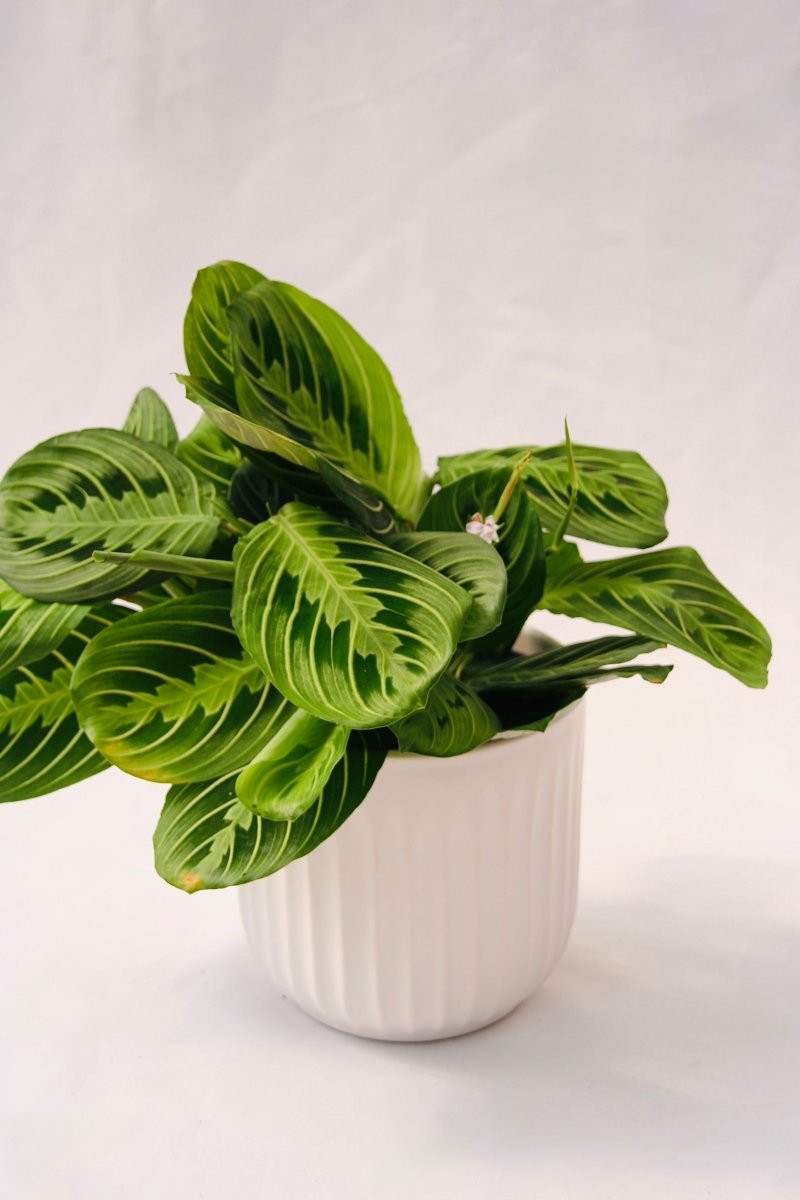 Prayer Plant Lemon Lime - LandscapeDirect