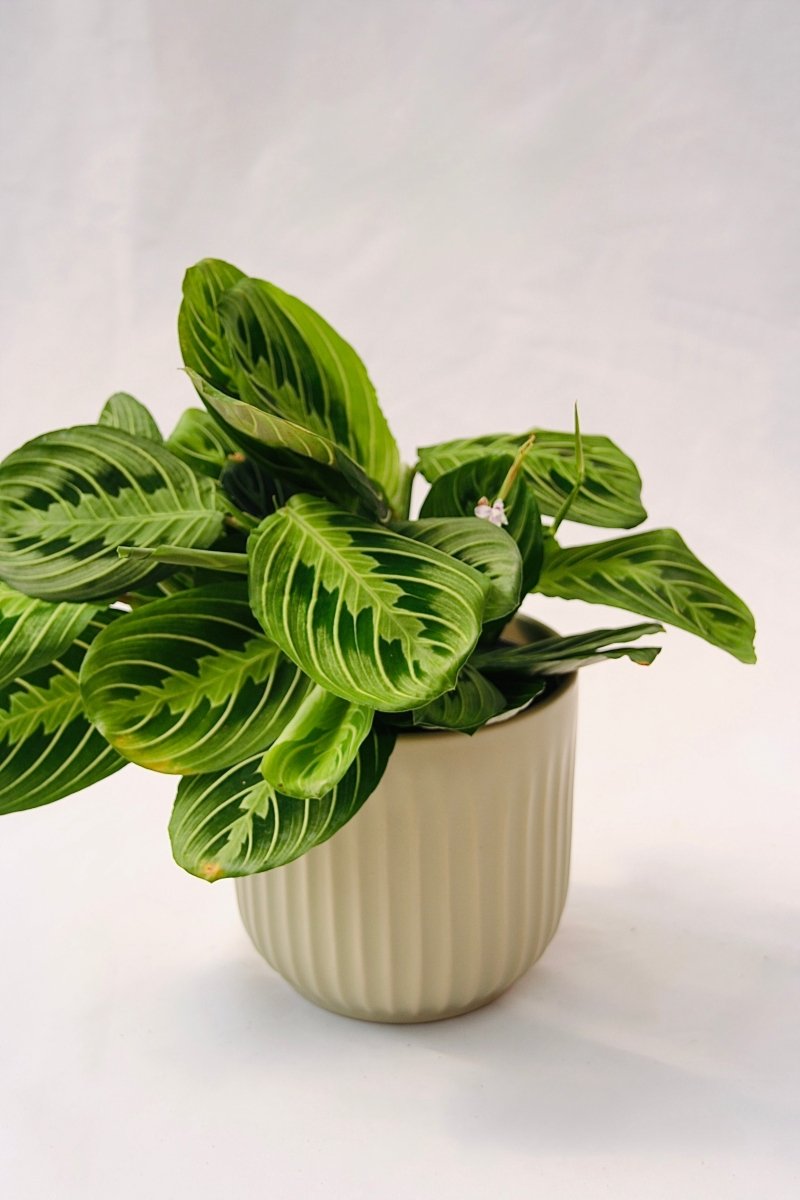 Prayer Plant Lemon Lime - LandscapeDirect