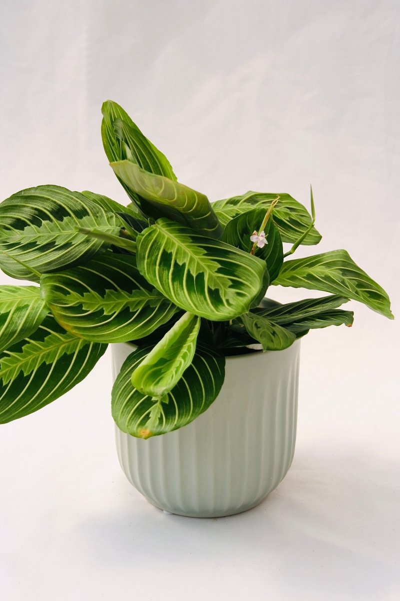 Prayer Plant Lemon Lime - LandscapeDirect