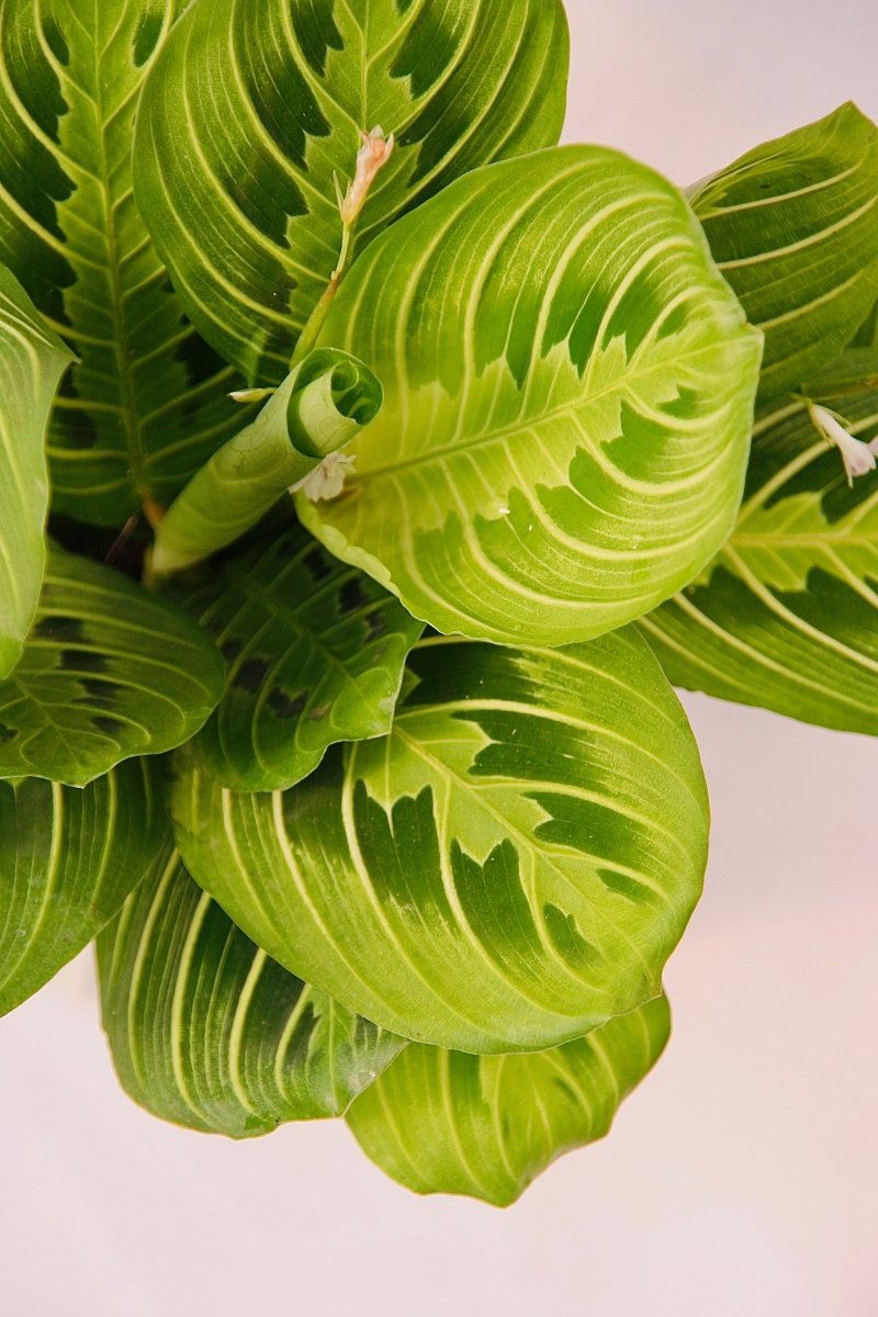 Prayer Plant Lemon Lime - LandscapeDirect