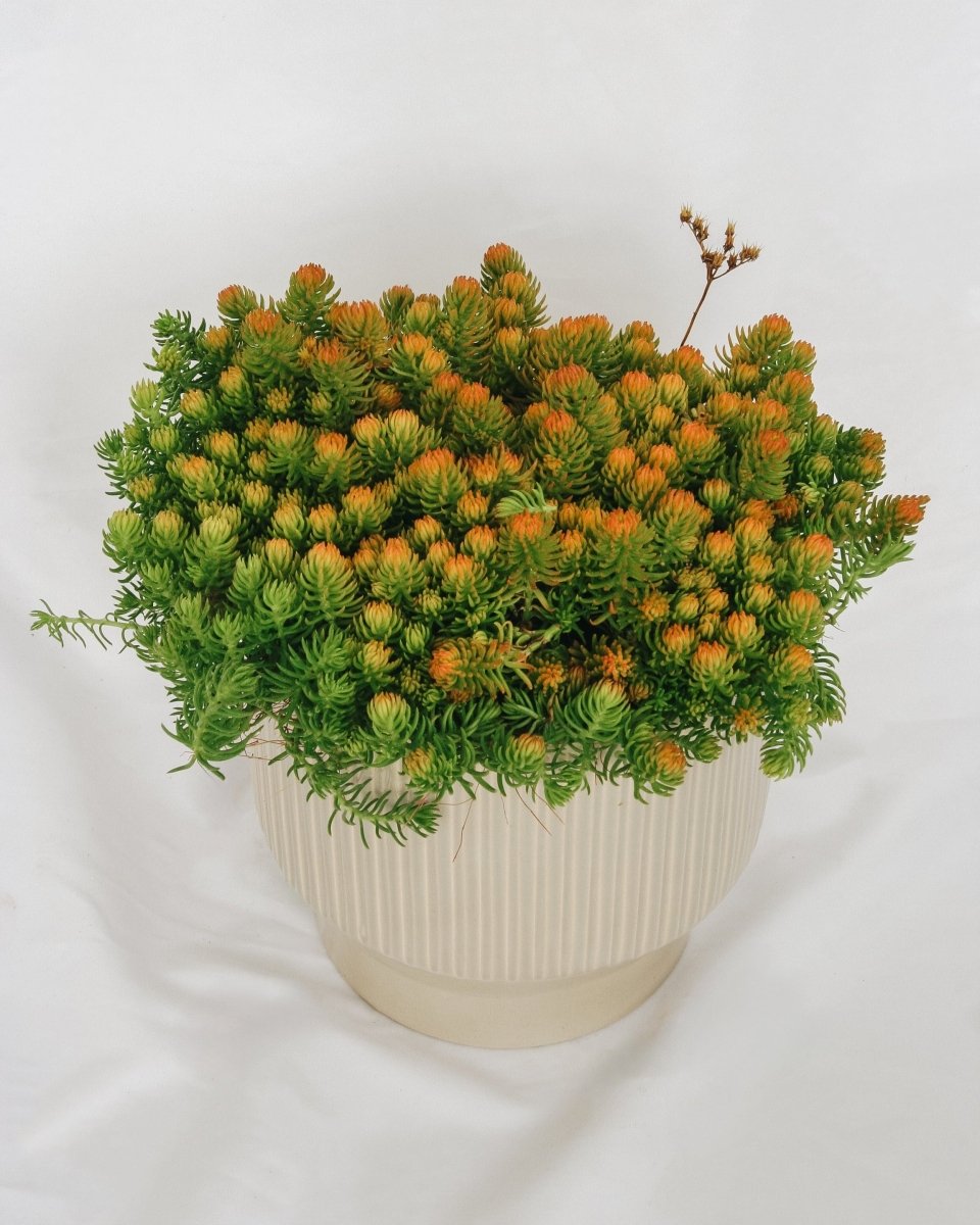 Prima Angelina Stonecrop - LandscapeDirect