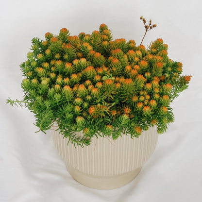 Prima Angelina Stonecrop - LandscapeDirect
