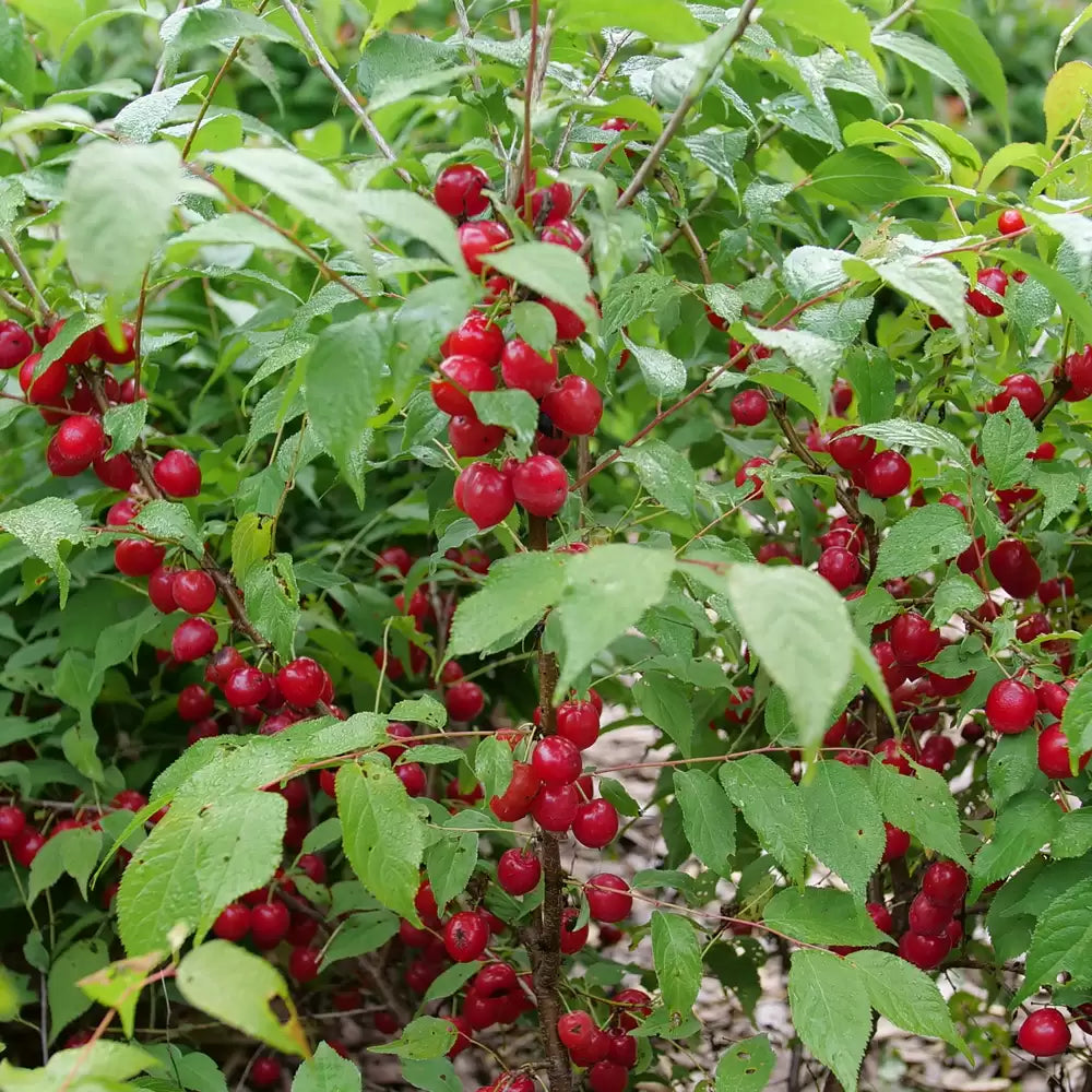 Easy as Pie Cherry Plum