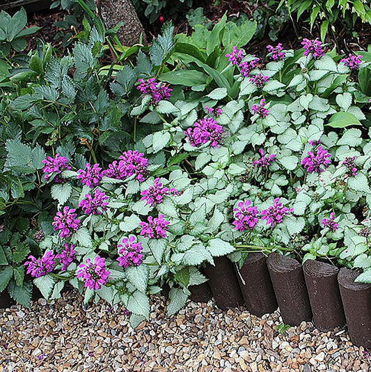 Purple Dragon Spotted Dead Nettle - LandscapeDirect