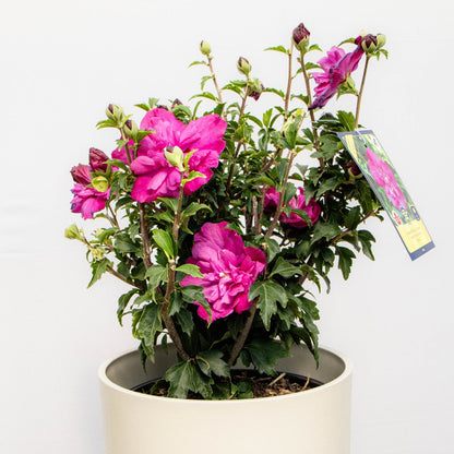 Purple Ruffles Rose of Sharon - LandscapeDirect