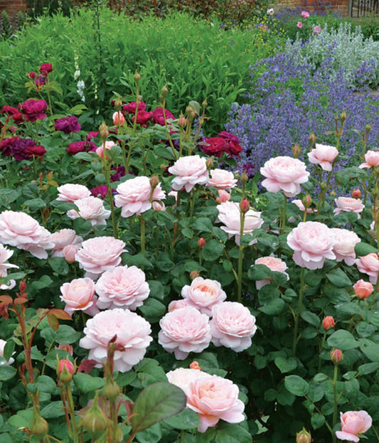 Queen of Sweden English Rose - LandscapeDirect