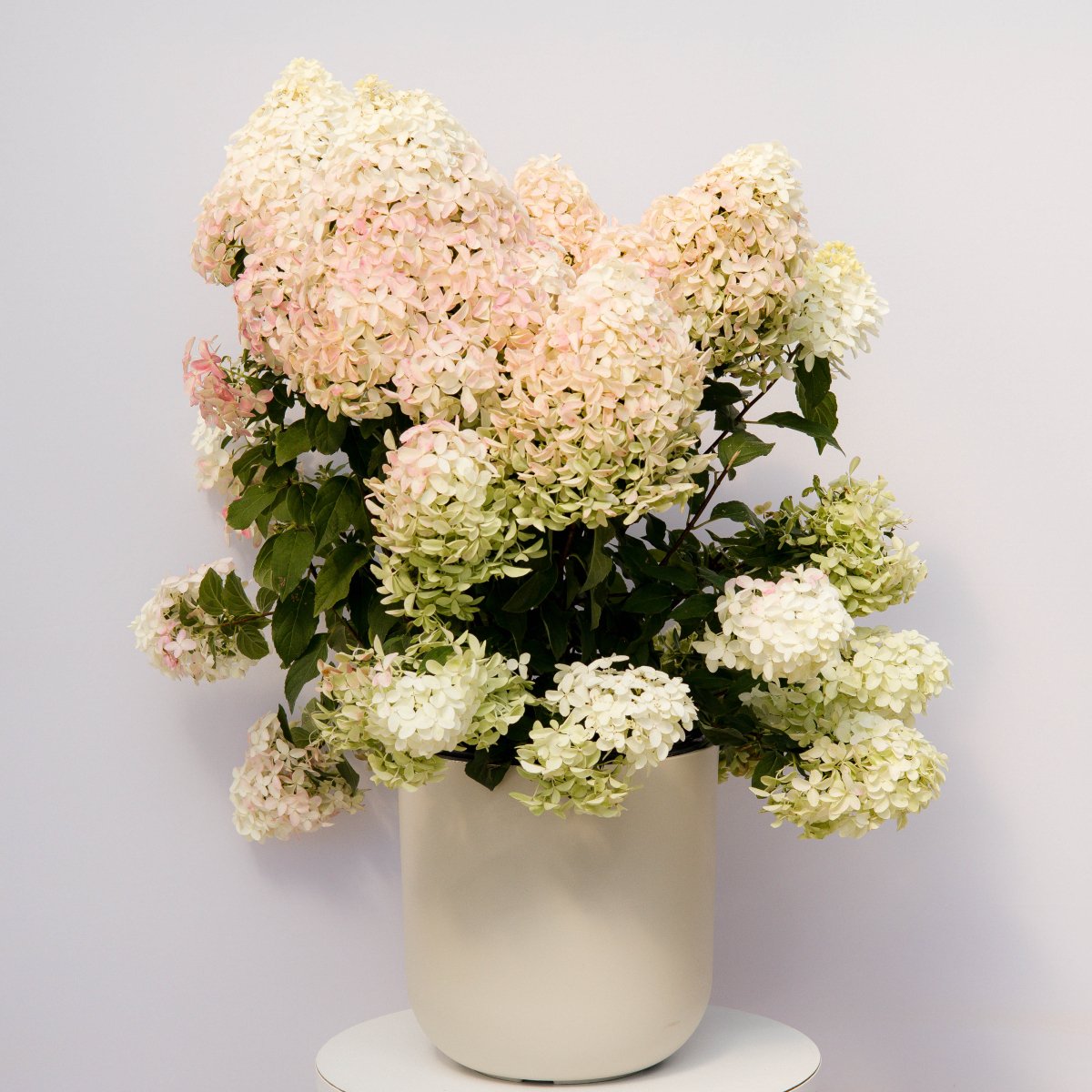 Quick Fire Fab Hydrangea - LandscapeDirect
