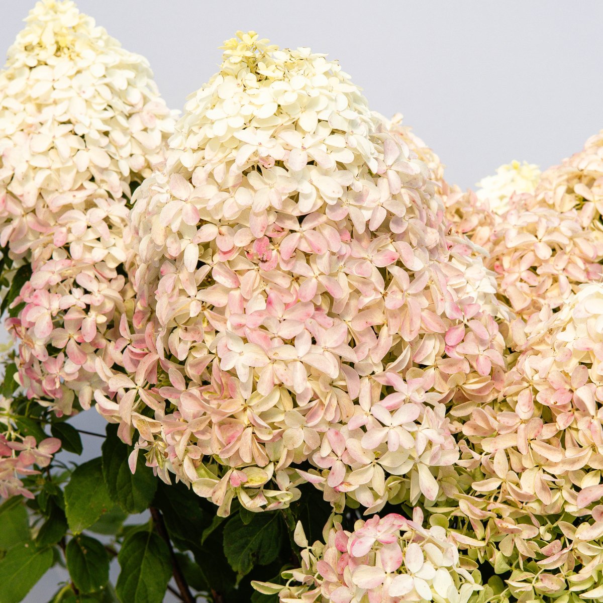 Quick Fire Fab Hydrangea - LandscapeDirect