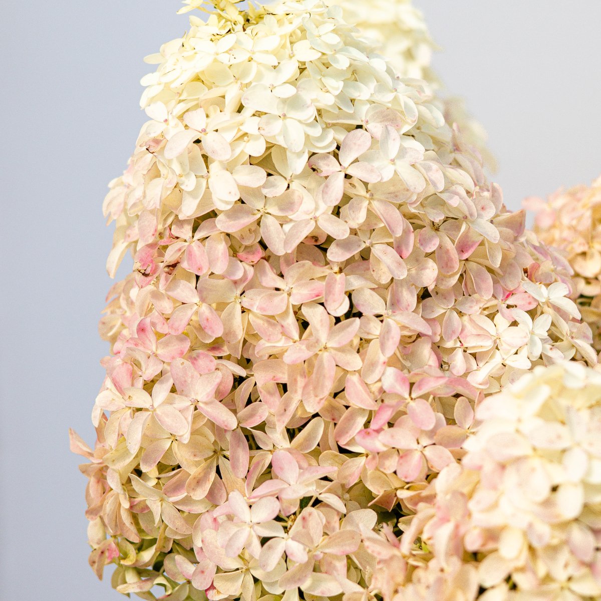 Quick Fire Fab Hydrangea - LandscapeDirect