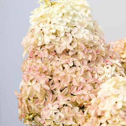 Quick Fire Fab Hydrangea - LandscapeDirect