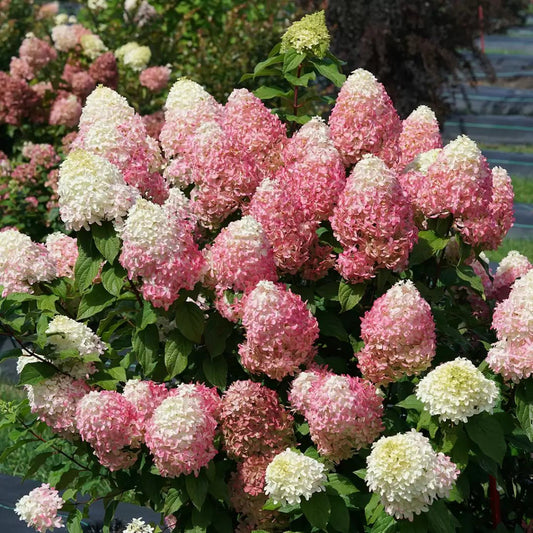 Quick Fire Fab Panicle Hydrangea - LandscapeDirect
