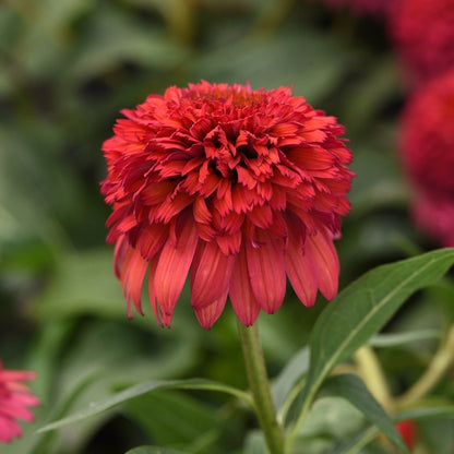 Raspberry Deluxe Coneflower - LandscapeDirect