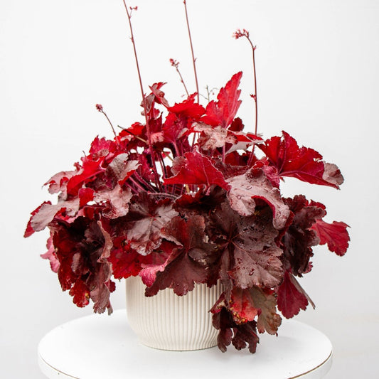 Red Coral Bells - LandscapeDirect