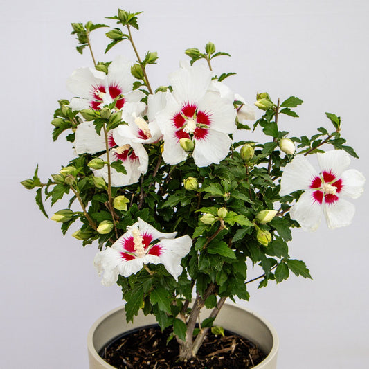 Red Heart Rose of Sharon/Althea - LandscapeDirect