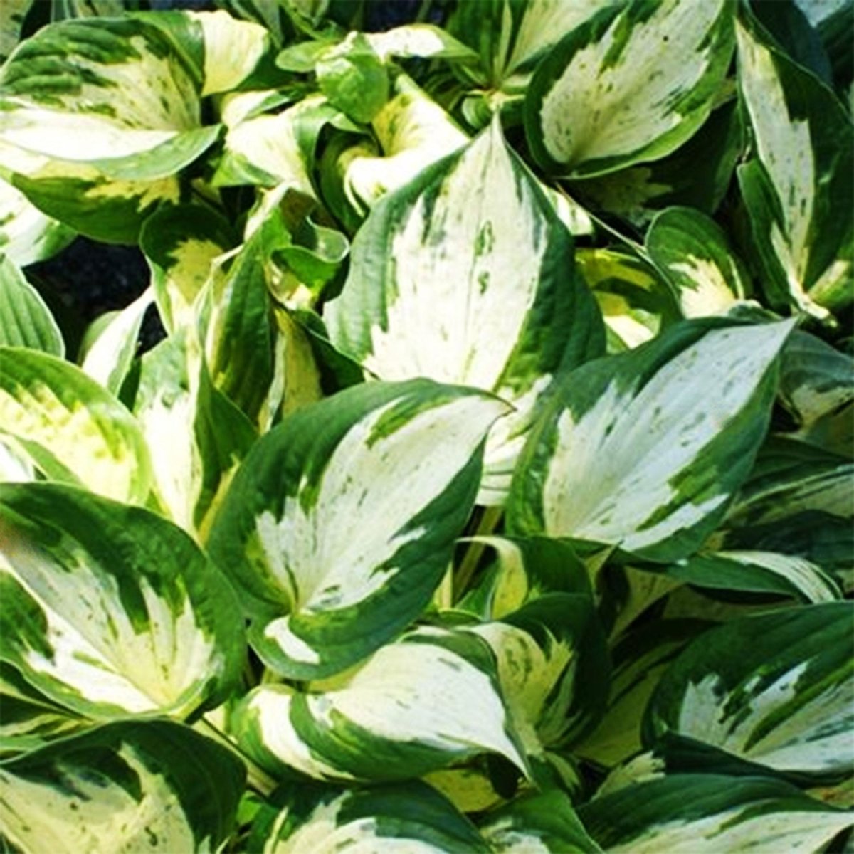 Revolution Hosta - LandscapeDirect