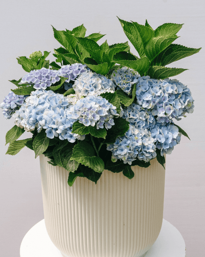 Revolution Hydrangea - LandscapeDirect