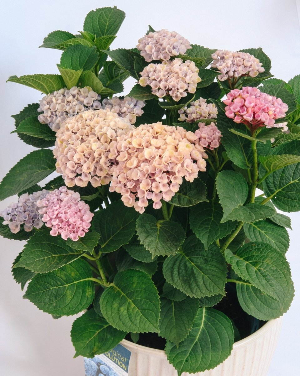 Revolution Hydrangea - LandscapeDirect