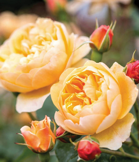 Roald Dahl English Rose - LandscapeDirect