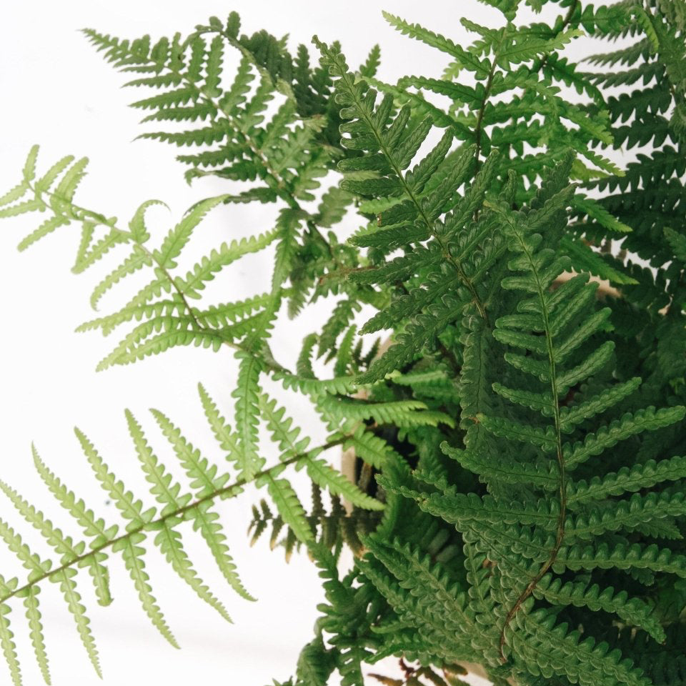 Robust Male Fern - LandscapeDirect